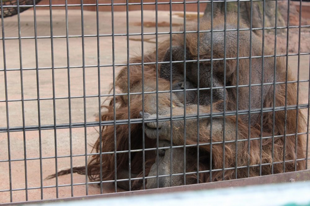 オランウータン