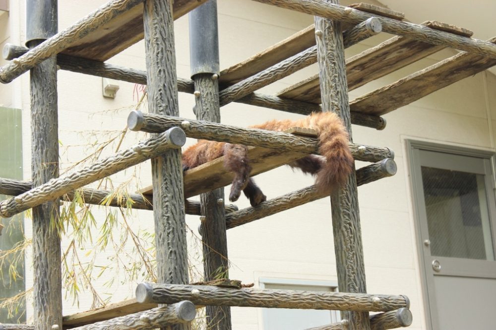 レッサーパンダ