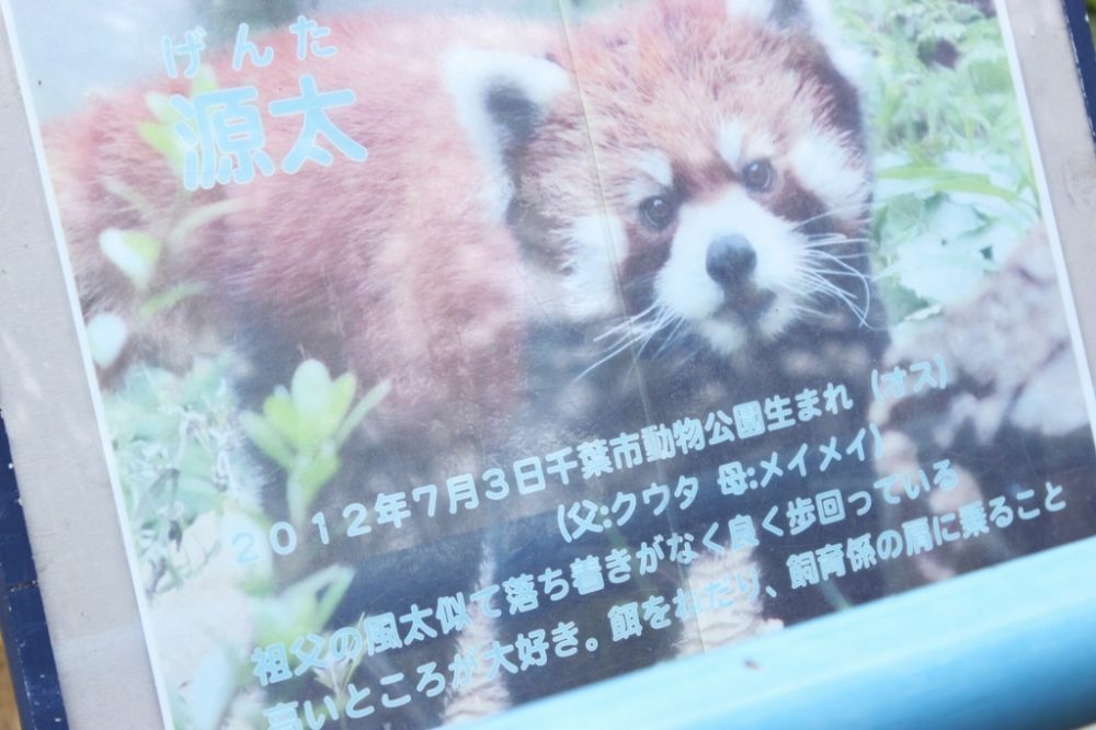 レッサーパンダ