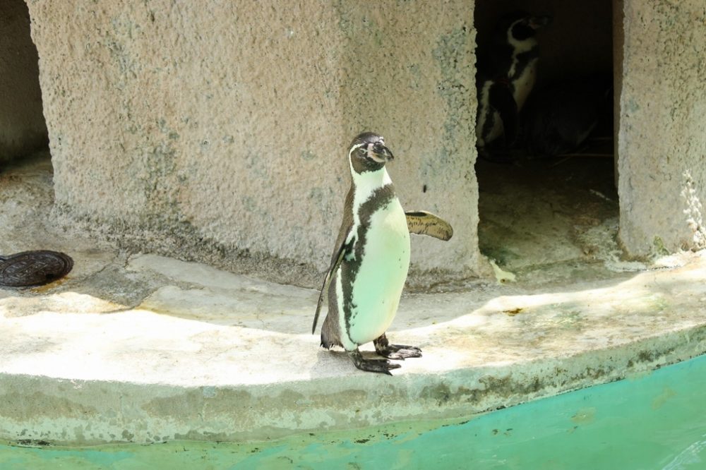ペンギン