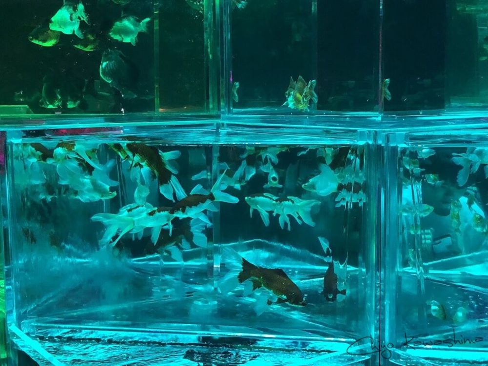 アートアクアリウム