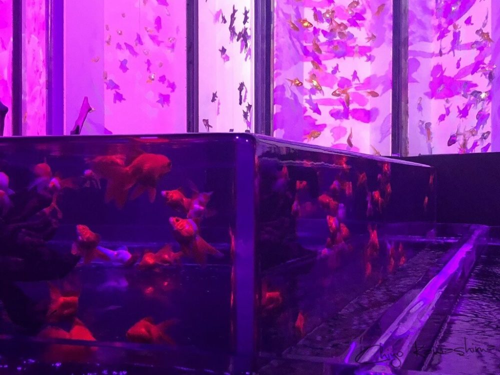 アートアクアリウム