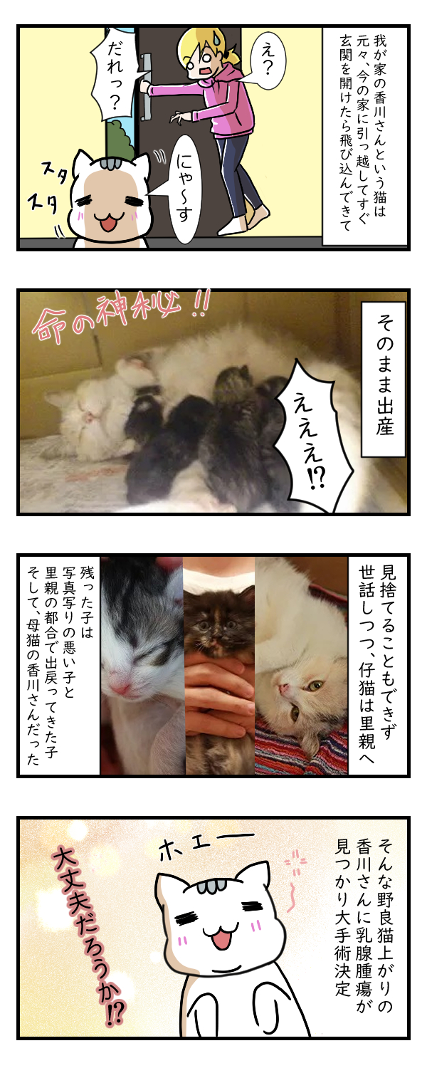 香川さんの大手術……その1｜ペット漫画