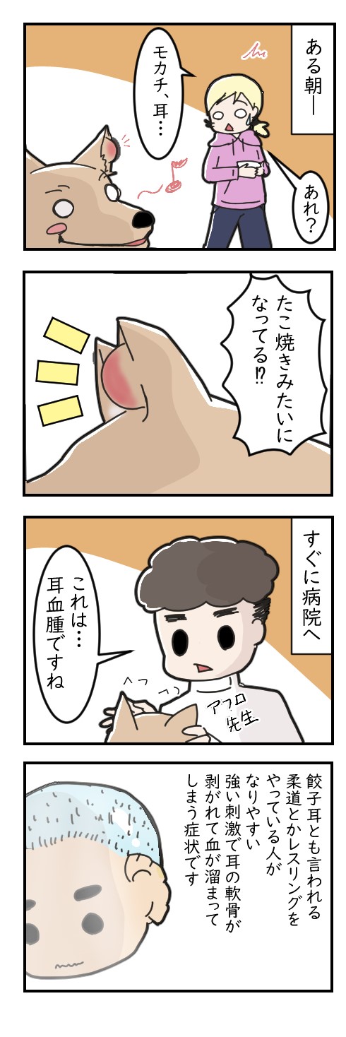 うちの犬が耳血腫になった話｜ペット漫画