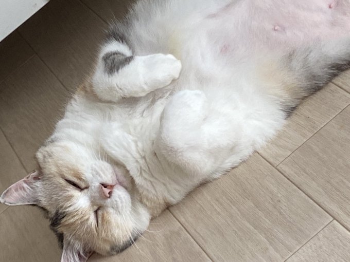 寝る猫