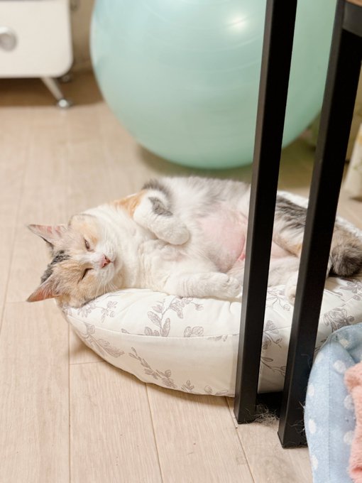 寝る猫