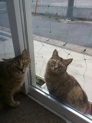 猫と猫