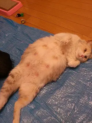 妊娠猫