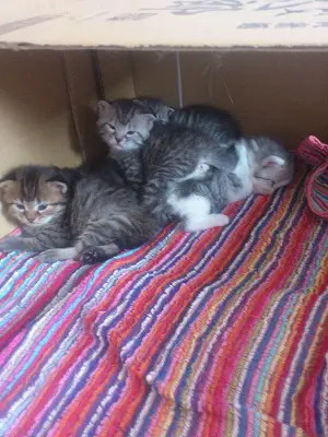 子猫たち