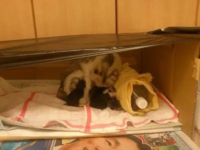 子猫