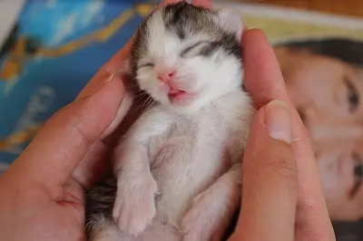 子猫