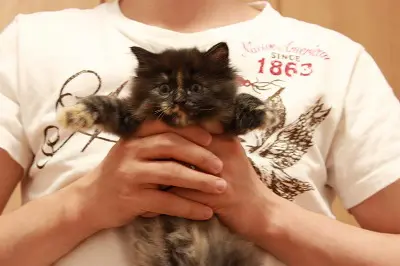 子猫
