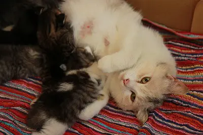 親猫