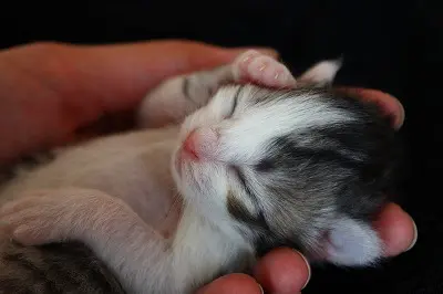 子猫
