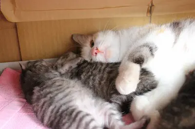母猫