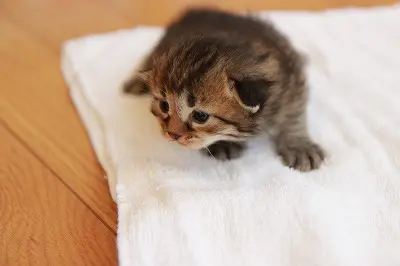 子猫