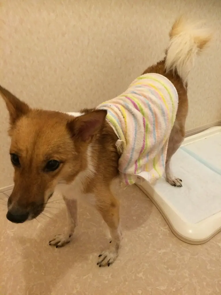 犬