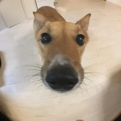 魚眼レンズ