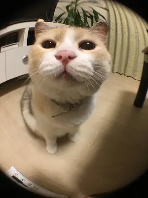 魚眼レンズ