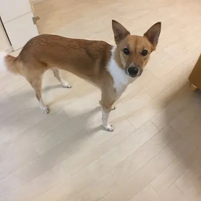 広角