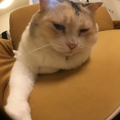 魚眼レンズ