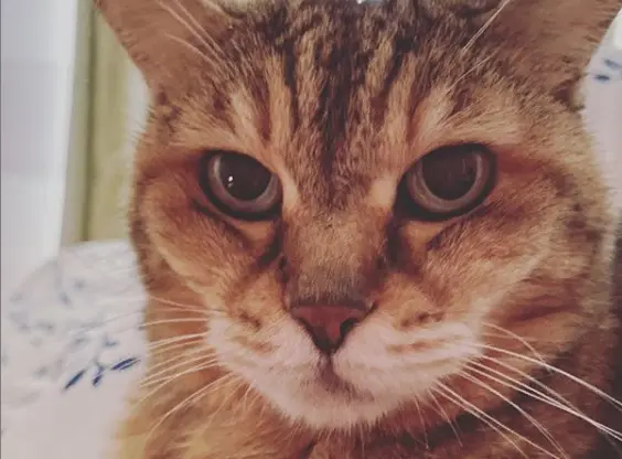 ババ猫