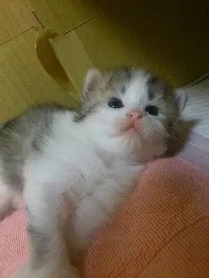 子猫