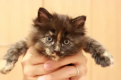 子猫