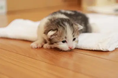 子猫