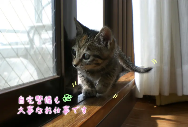 子猫