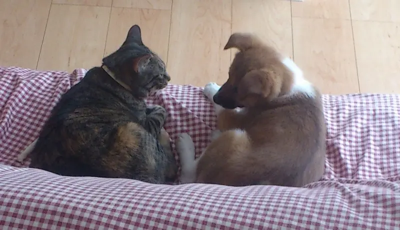 犬と猫