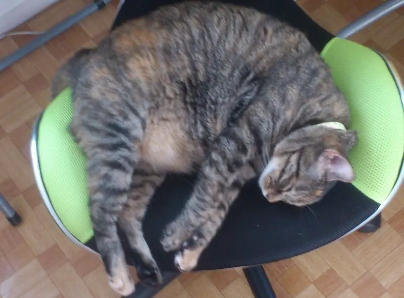 猫