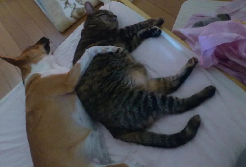 犬と猫