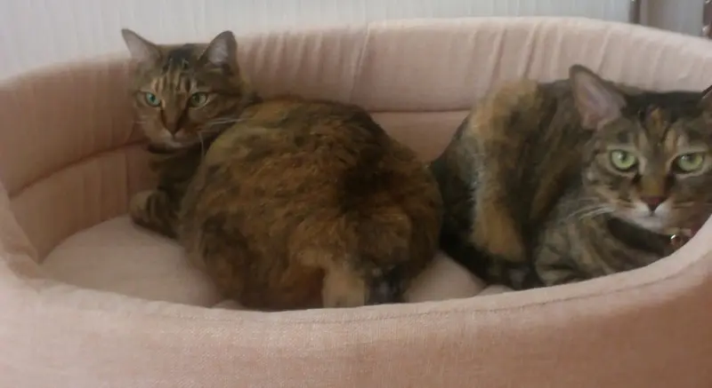 猫たち