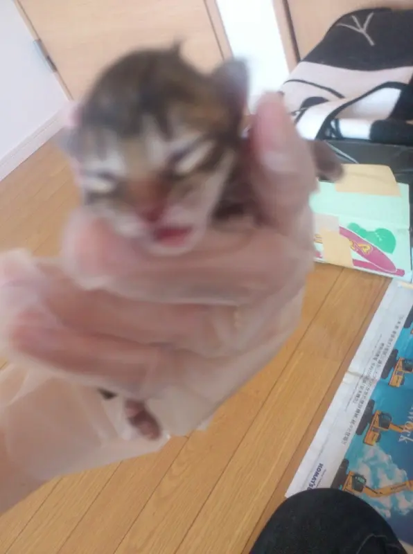 子猫