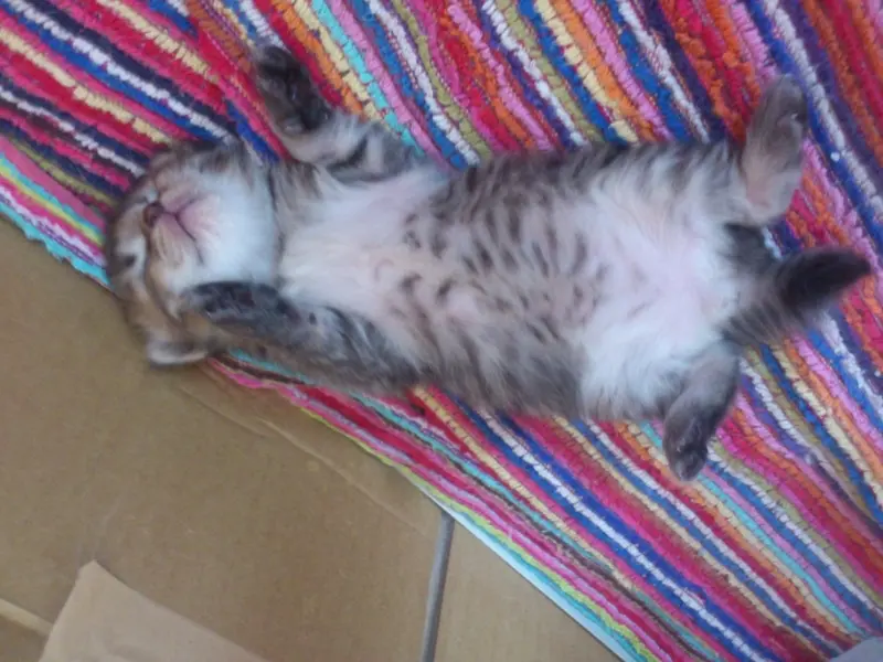 子猫