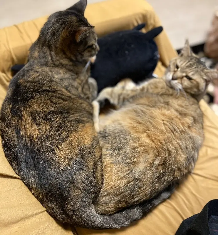 仲良し猫