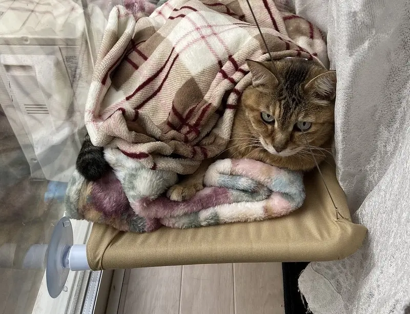 猫窓用ハンモック