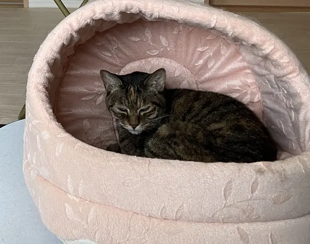 不機嫌な猫
