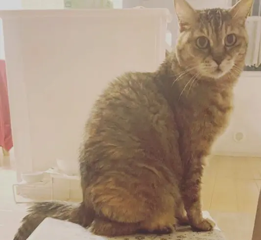 ババ猫
