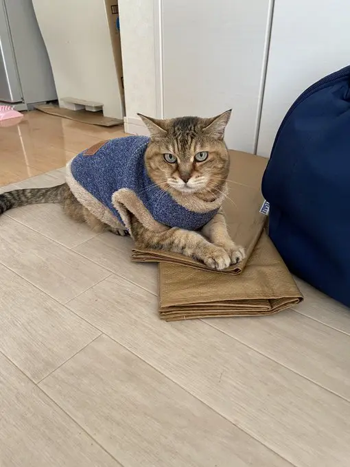 ババ猫
