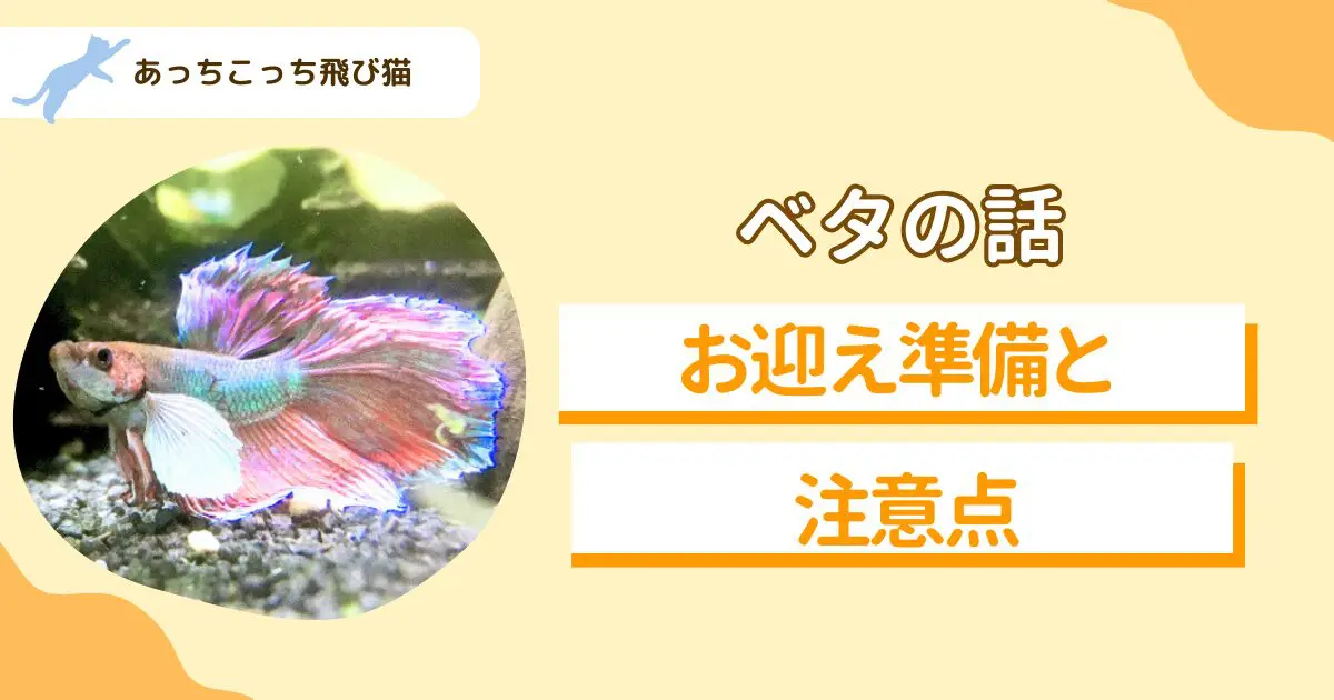 ベタのお迎え