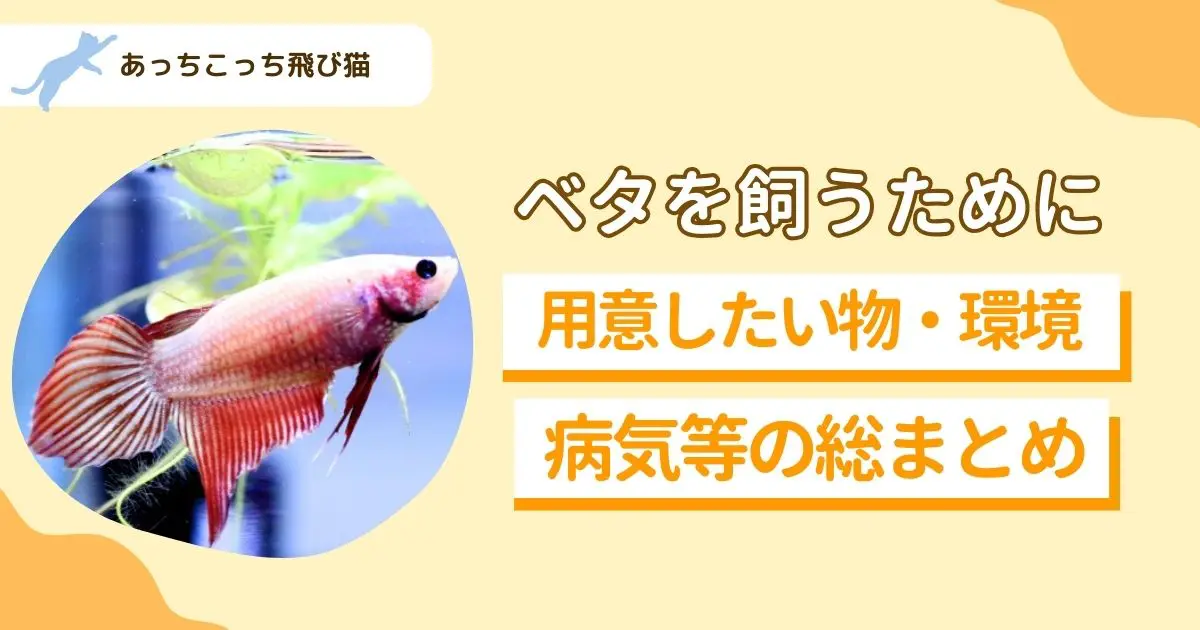 ベタの飼い方
