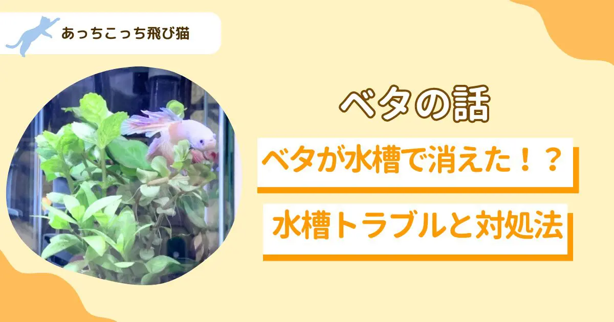 ベタの事故