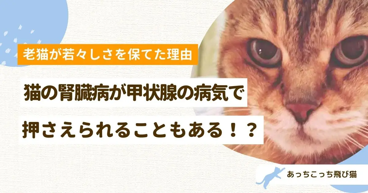 猫の甲状腺