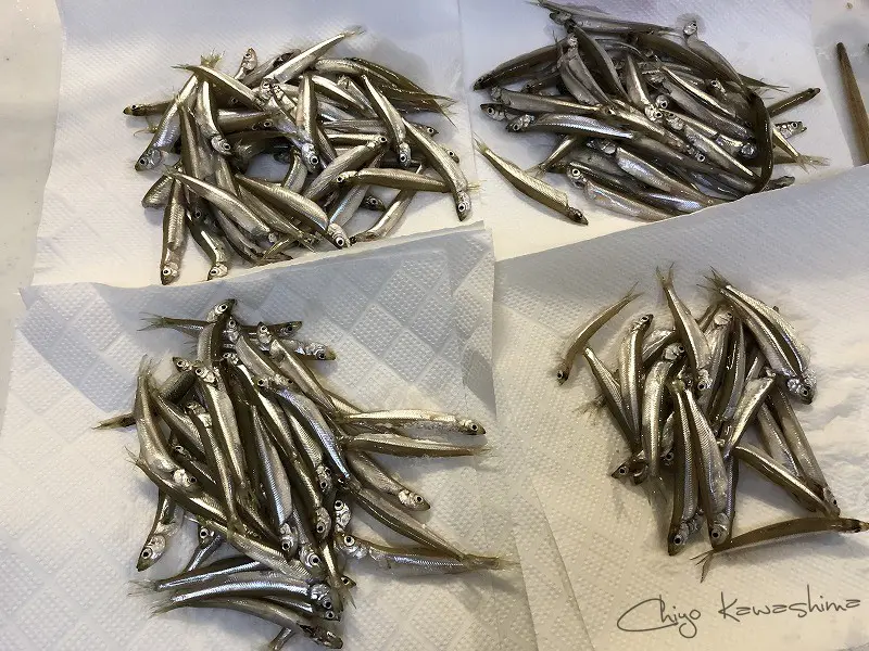 下処理後のワカサギ