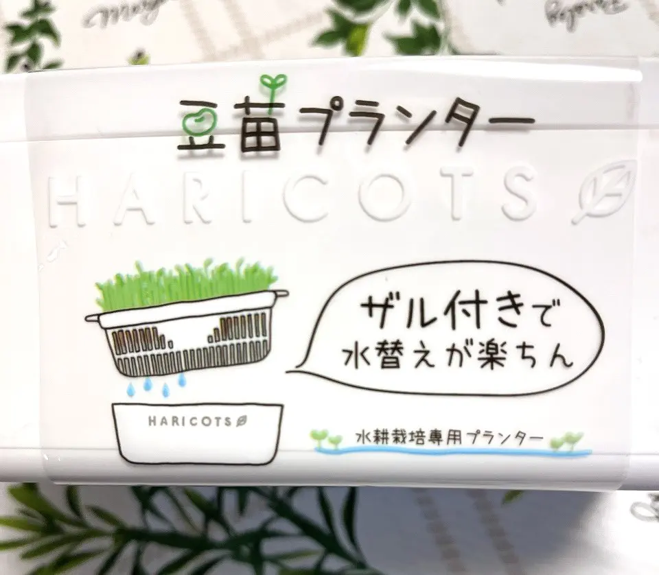 豆苗プランター