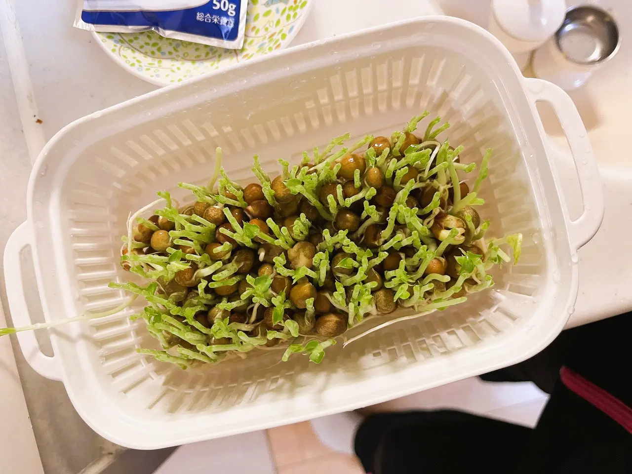 豆苗
