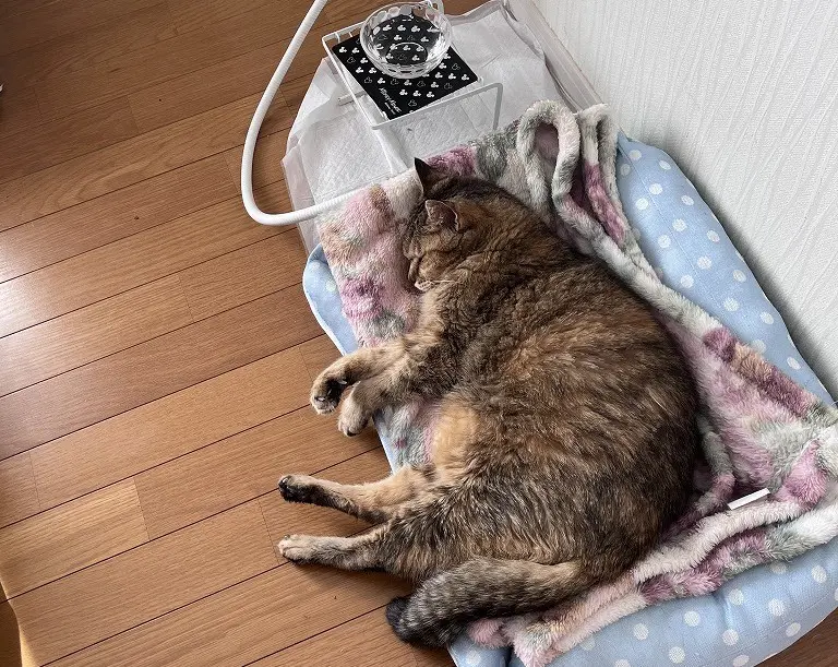 暖まる猫