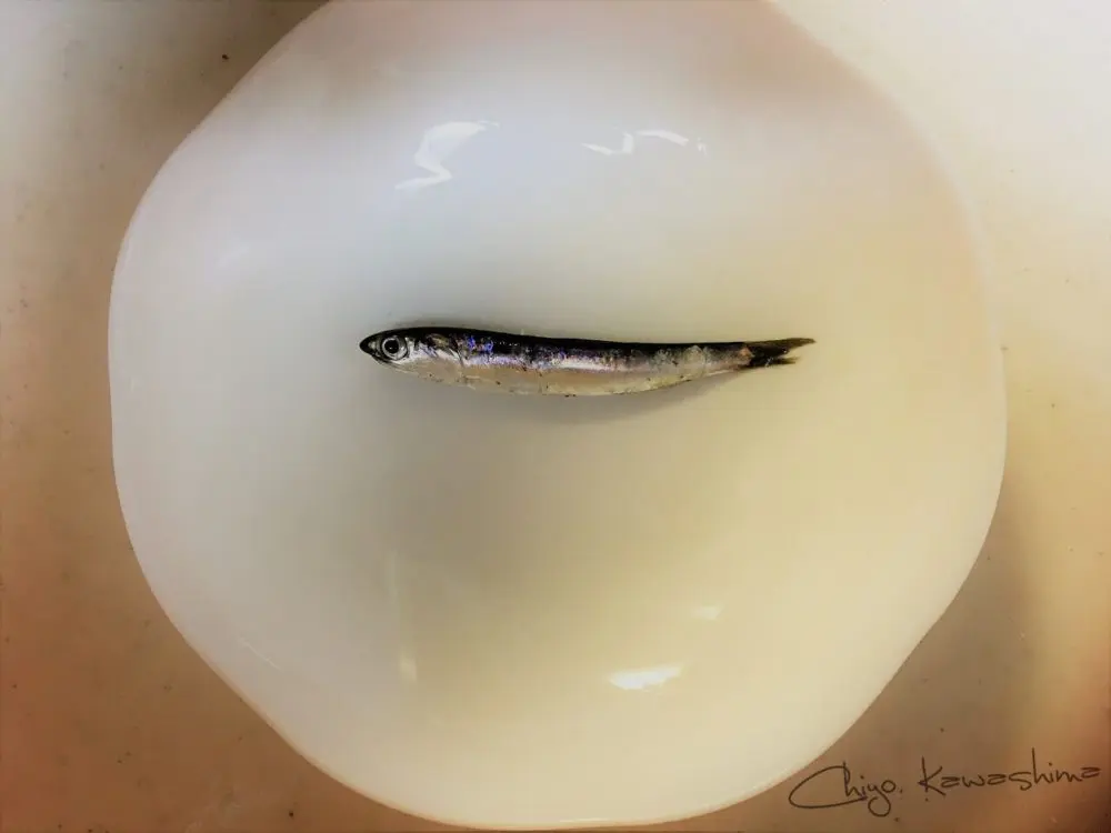 カタクチイワシ